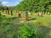 Pszczoły | Rodziny pszczele | Leczone | Ramka Wielkopolska