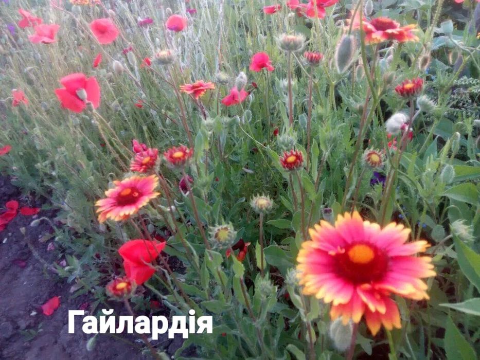 Набір насіння однорічних квітів