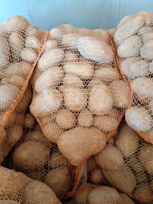 Ziemniaki młode jadalne Soraja Jurek Denar