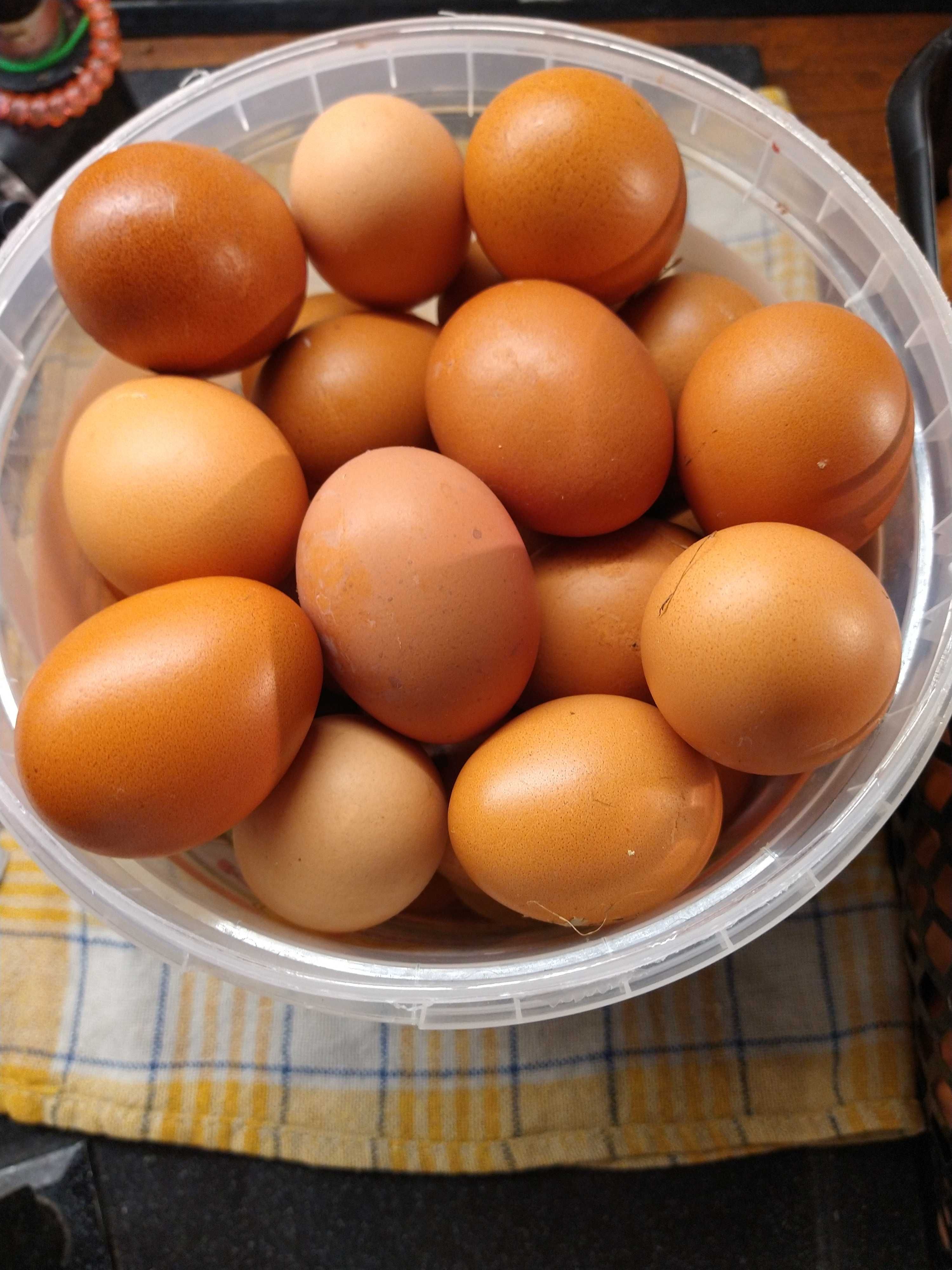 świeże jajka wiejskie..