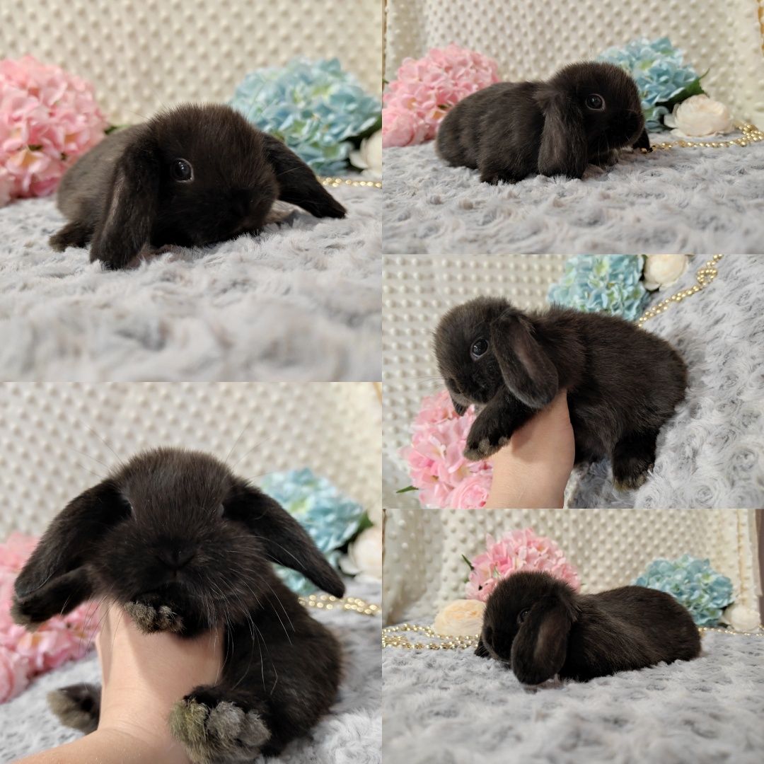 Śliczne Króliczki Mini Lop Czystej Rasy z WYPRAWKĄ I KSIĄŻECZKĄ