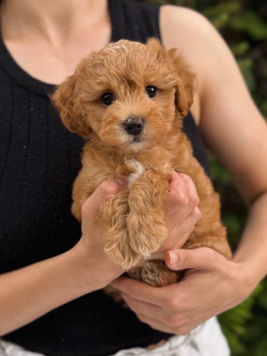 Хлопчик міні мальтіпу ф1