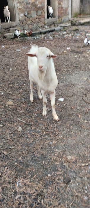 Vendo cabrito novo 11 meses