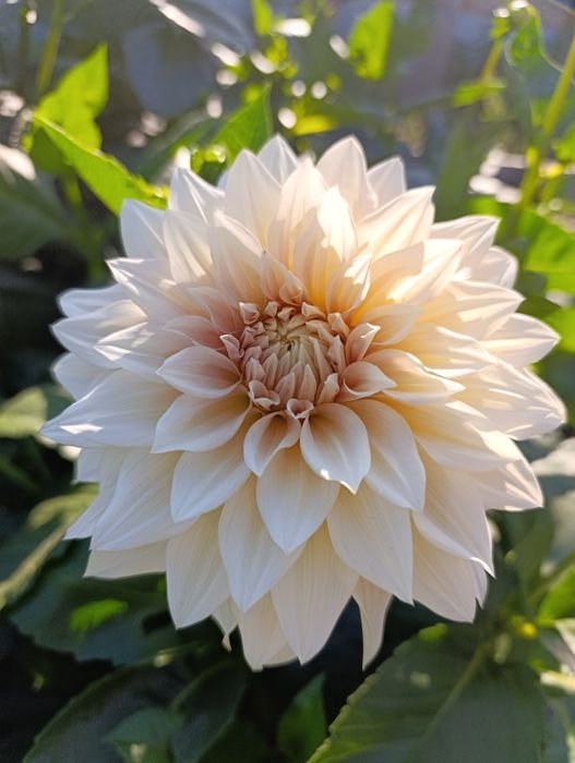 Жоржина/георгина сортів Евеліна та Кафе лайт