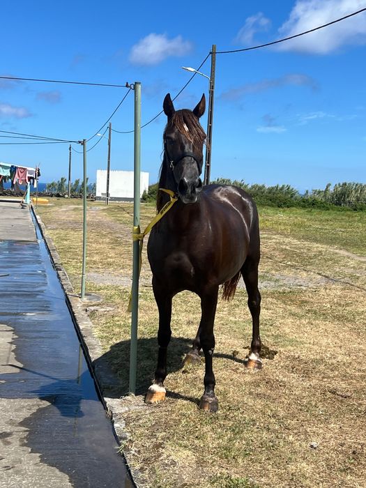 Cavalos Lusitanos
