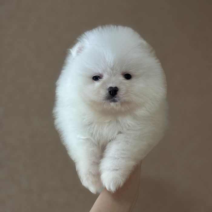 лялькова дівчинка тип ведмедик