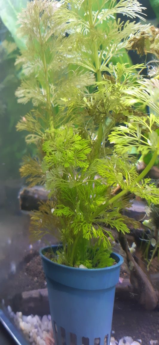 Limnophila sessiliflora roślina akwariowa