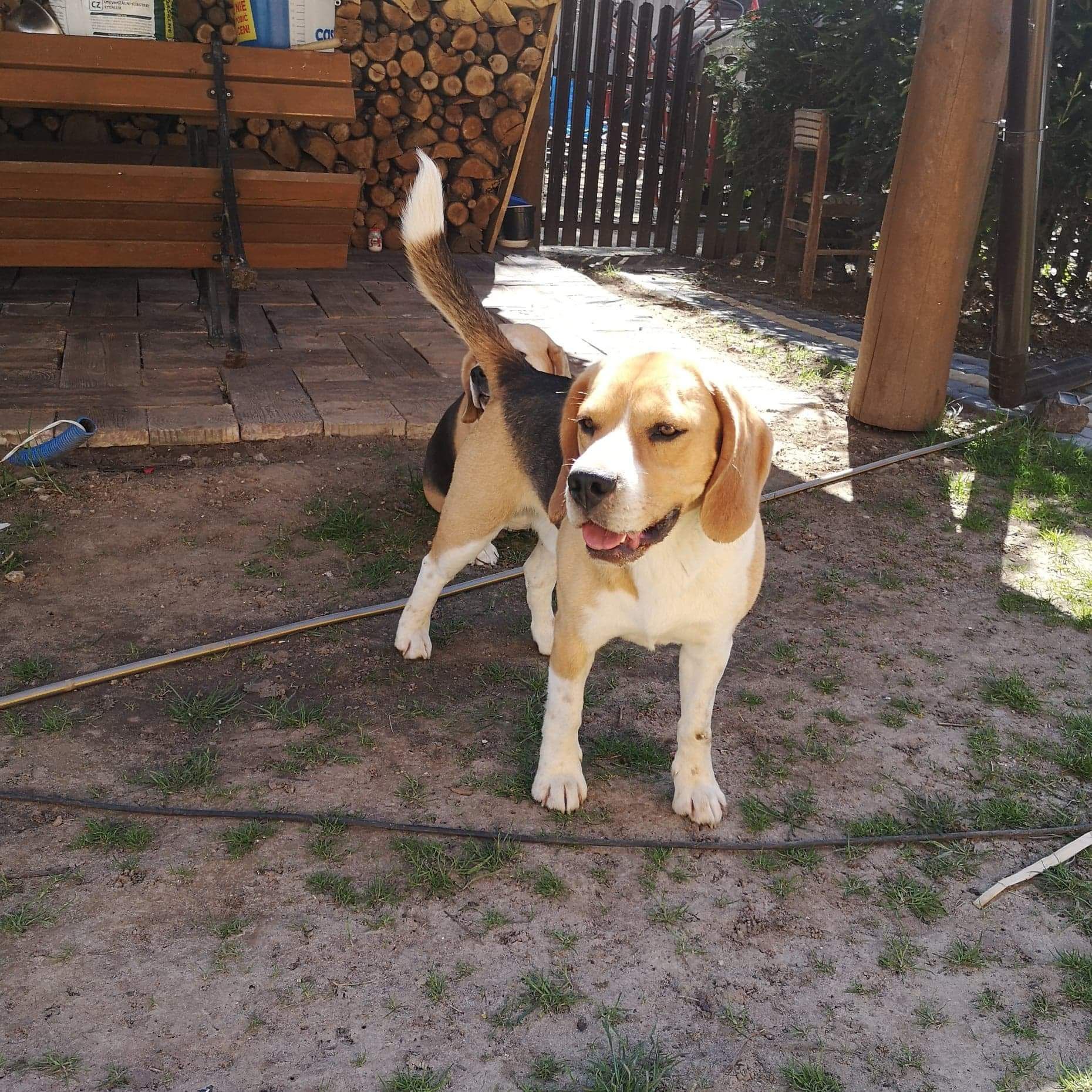Reproduktor randka pies beagle