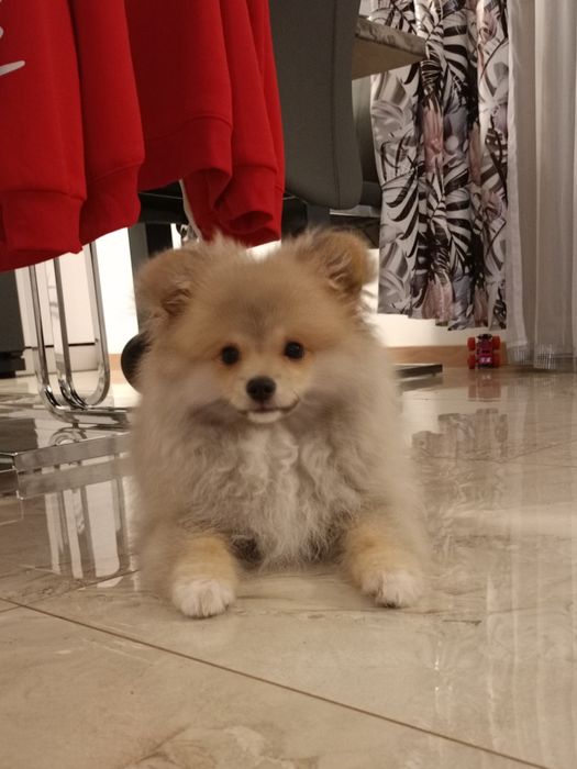 Szpic miniaturowy pomeranian