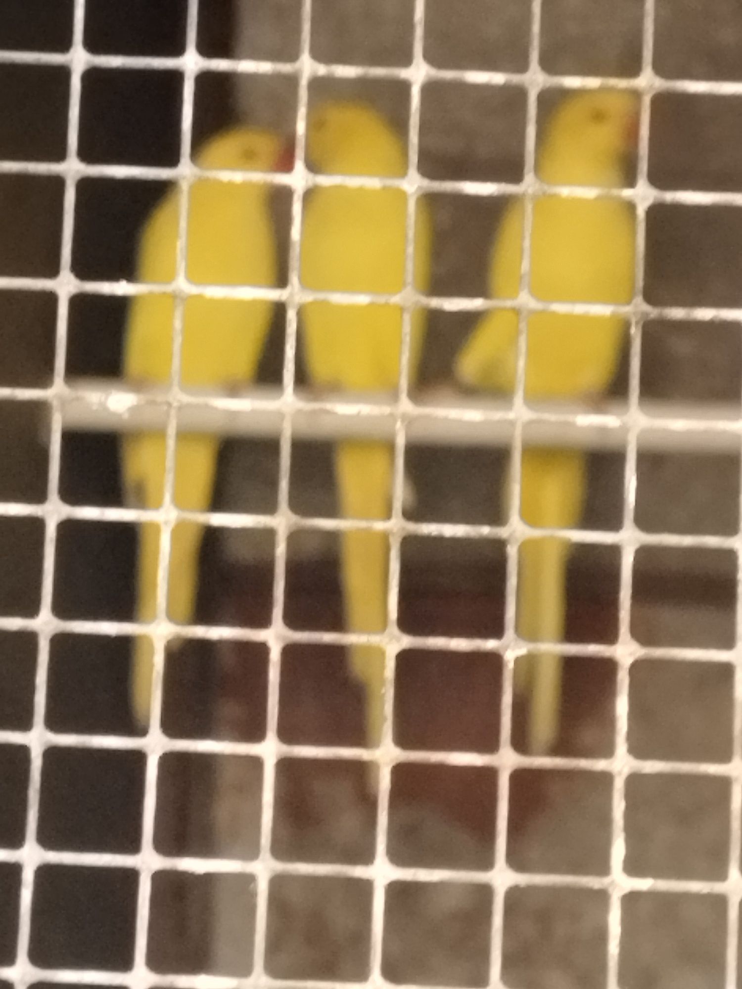 Aves psetacideis