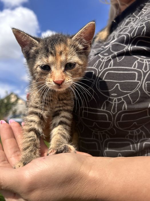 Kocięta 8 tyg szukaja domow
