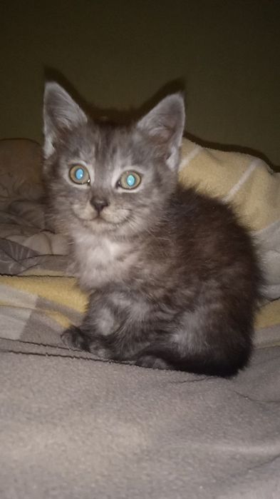 Шотландські кошенята