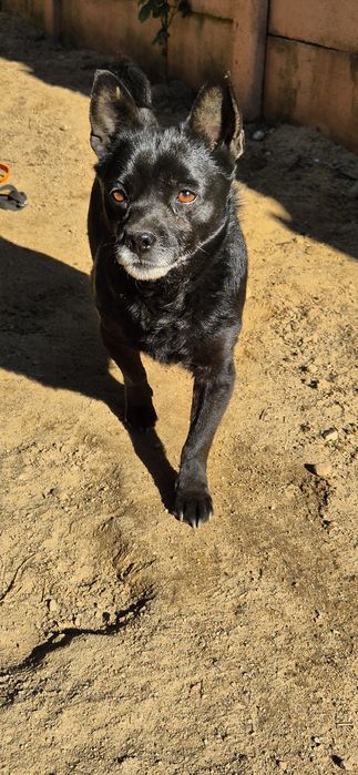 Piesek Około 4 lata