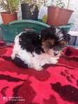 Yorkshire Biewer Terrier machinho