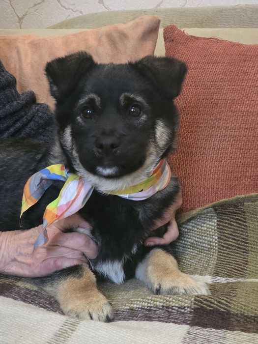 Цуценя Балу із притулку шукає родину. 3 міс. Щеплений, доставка