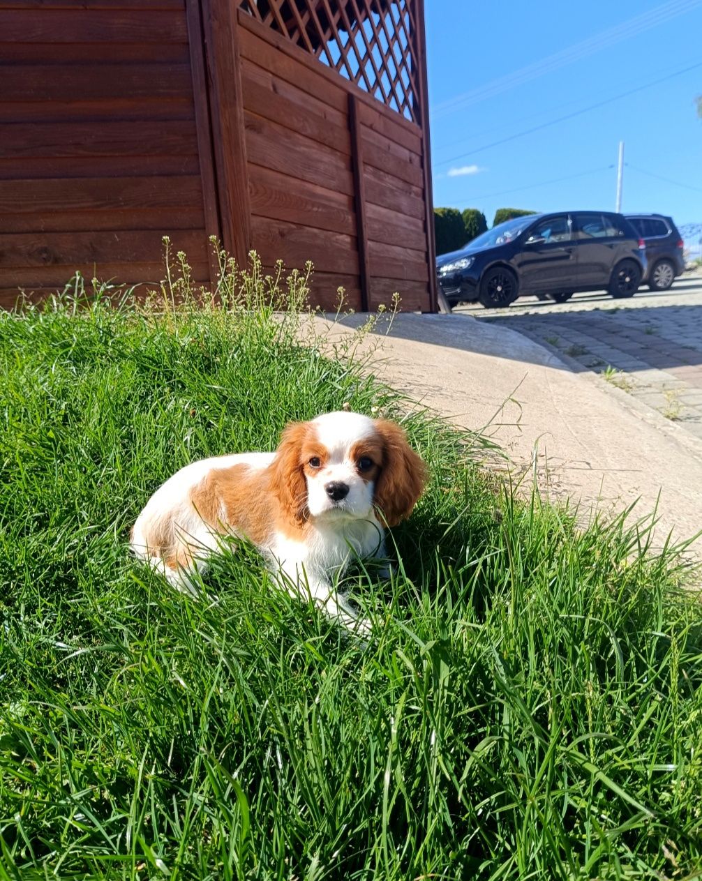 Cavalier King Charles Spaniel ZKwP FCI szczenię