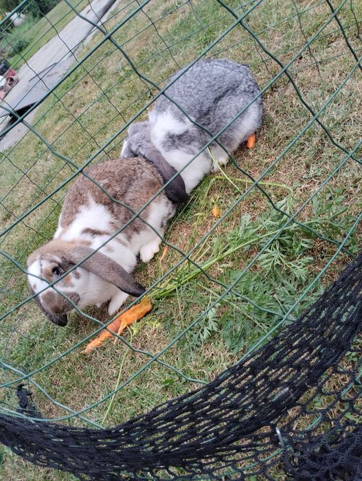 Króliki zmienią dom