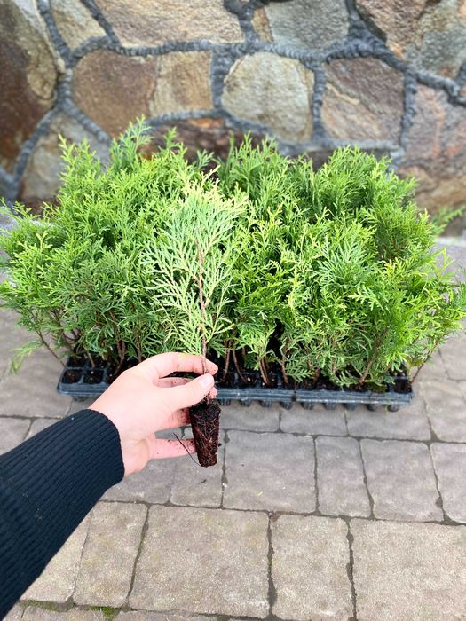 Тедді ГОЛАНДІЯ Кипарисовики Ялівці Гортензія Брабант Голд Хіксі  Хіллі