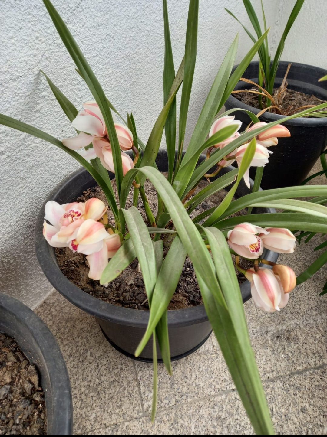 Vaso flores Orquídeas