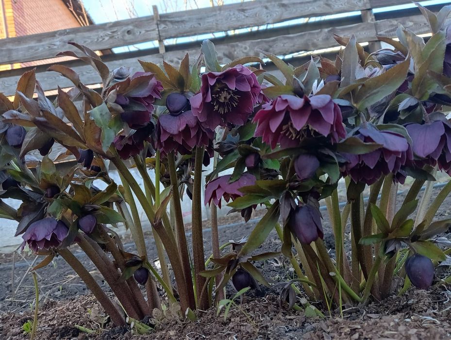 Морозник кущі , чемерник