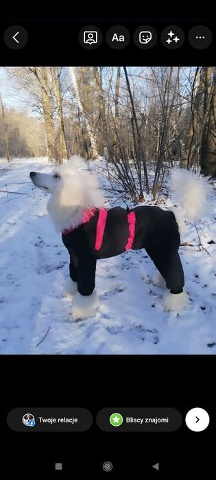 kombinezon nieprzemakalny,wiosenny dla york,shihtzu ,jamnik na miare