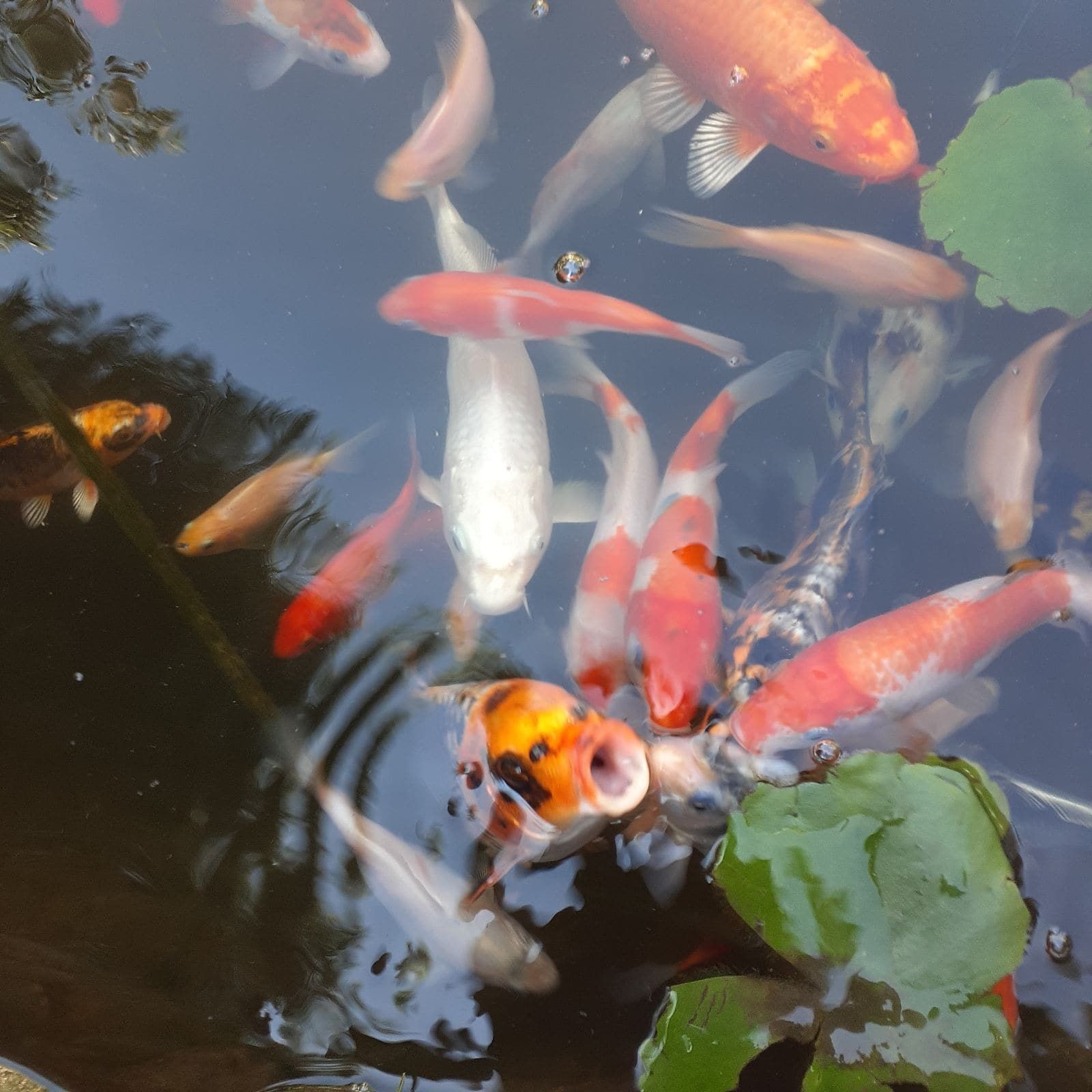 Консультації ставок з рибками,водні рослини,японський короп коі,ставок