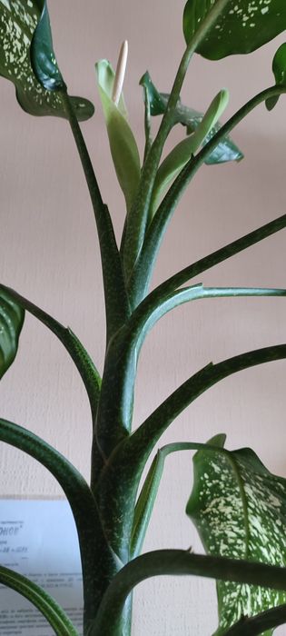 Продам фікуси і дифенбахію