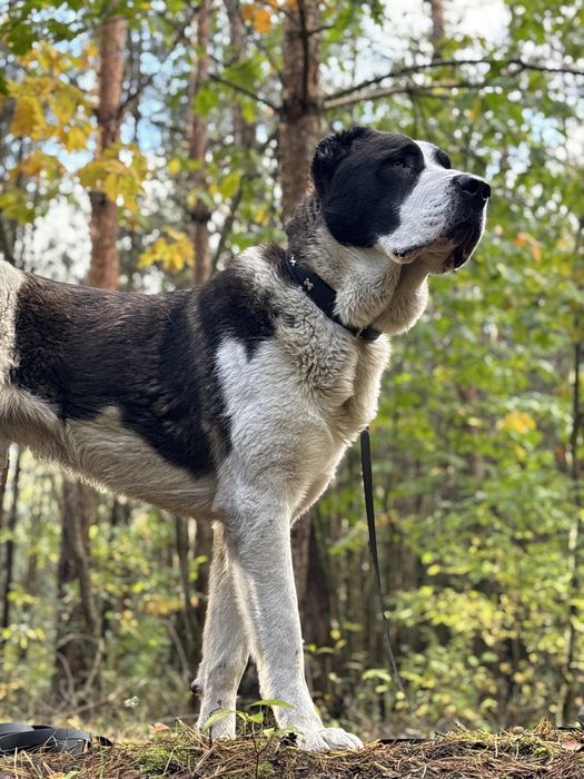 Owczarek srodkowoazjatycki