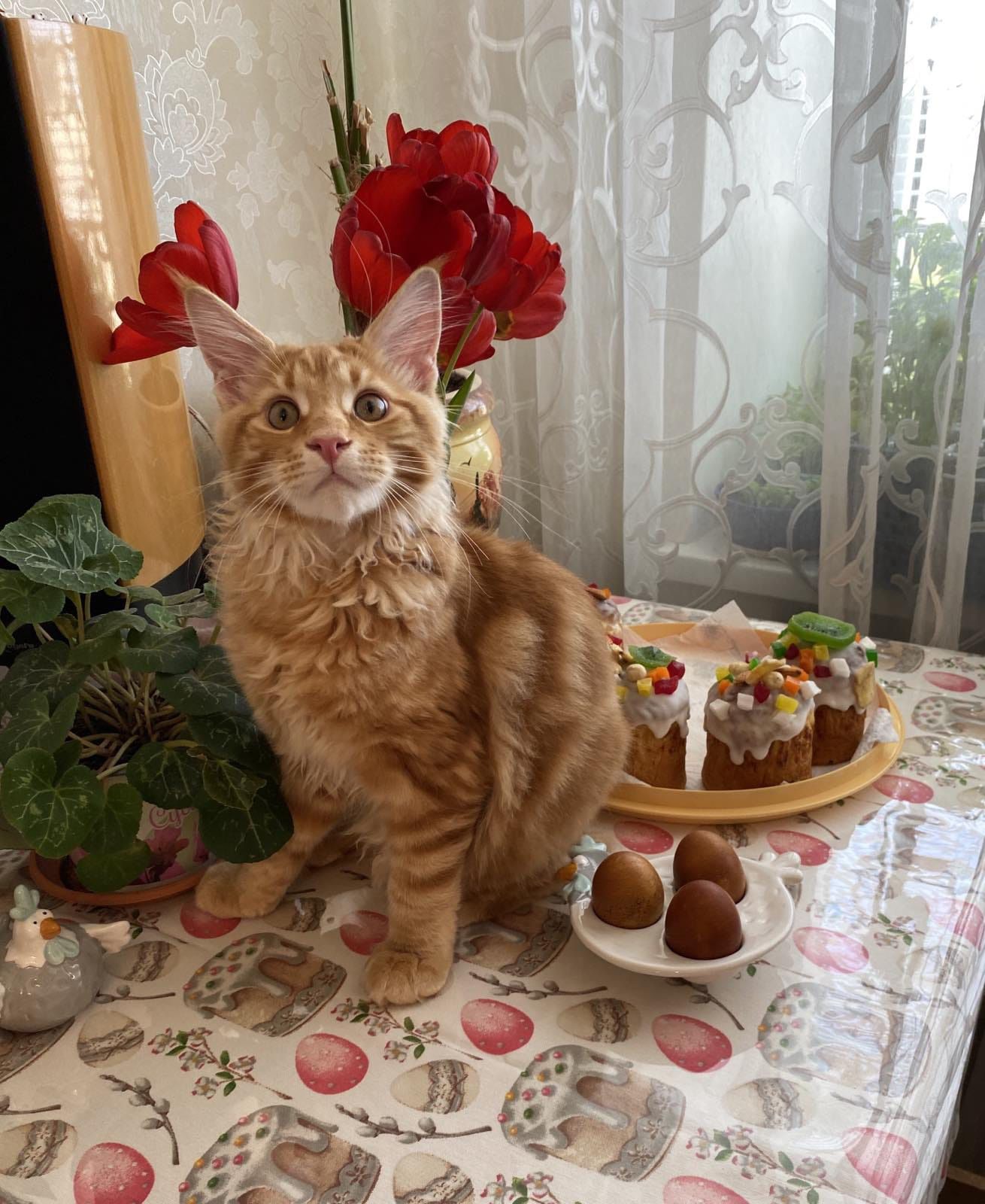 Котята Мейн Куны
