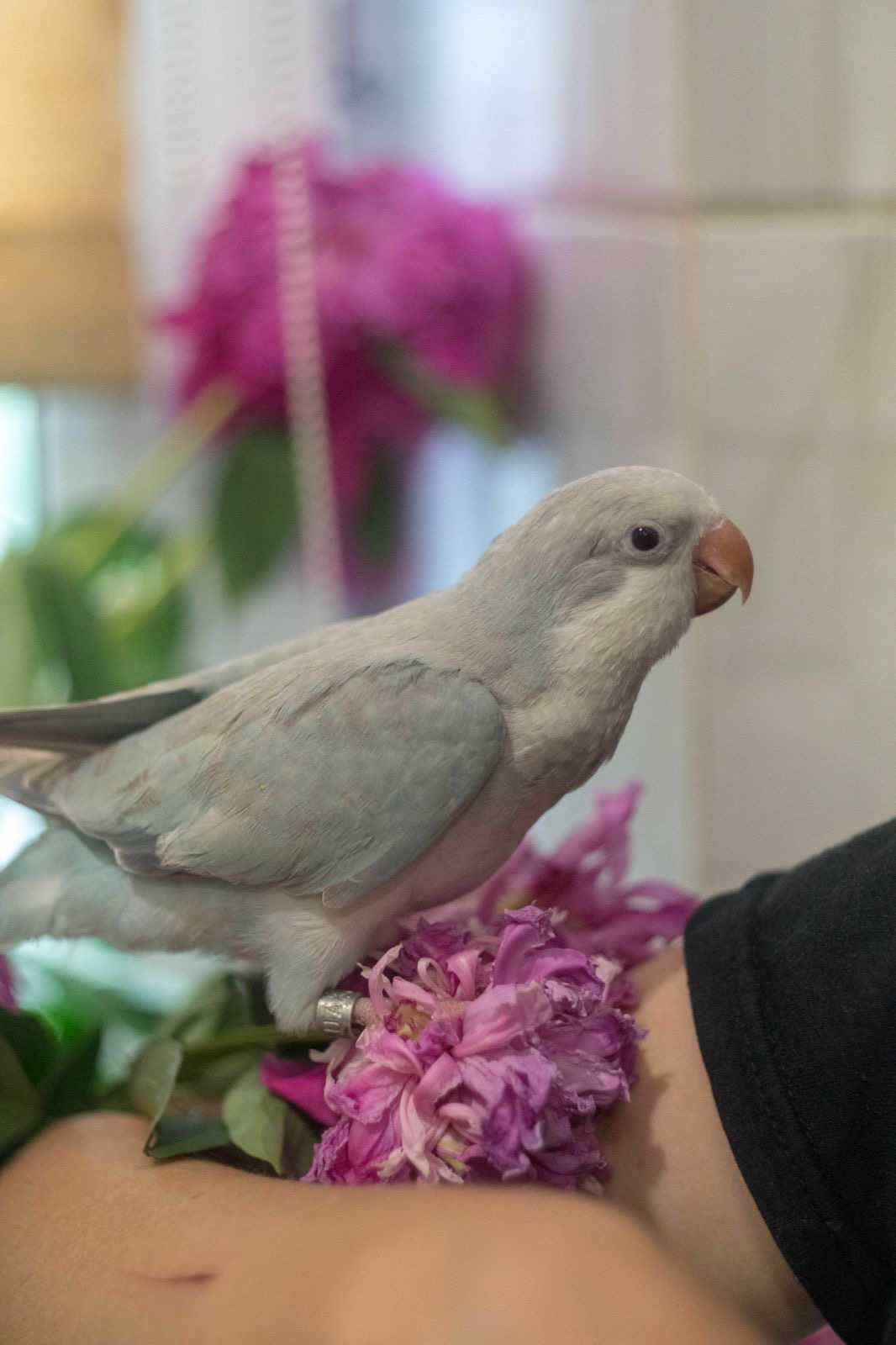 Говорливі пташенята ручний папуга Калита Монах світло-блакитний