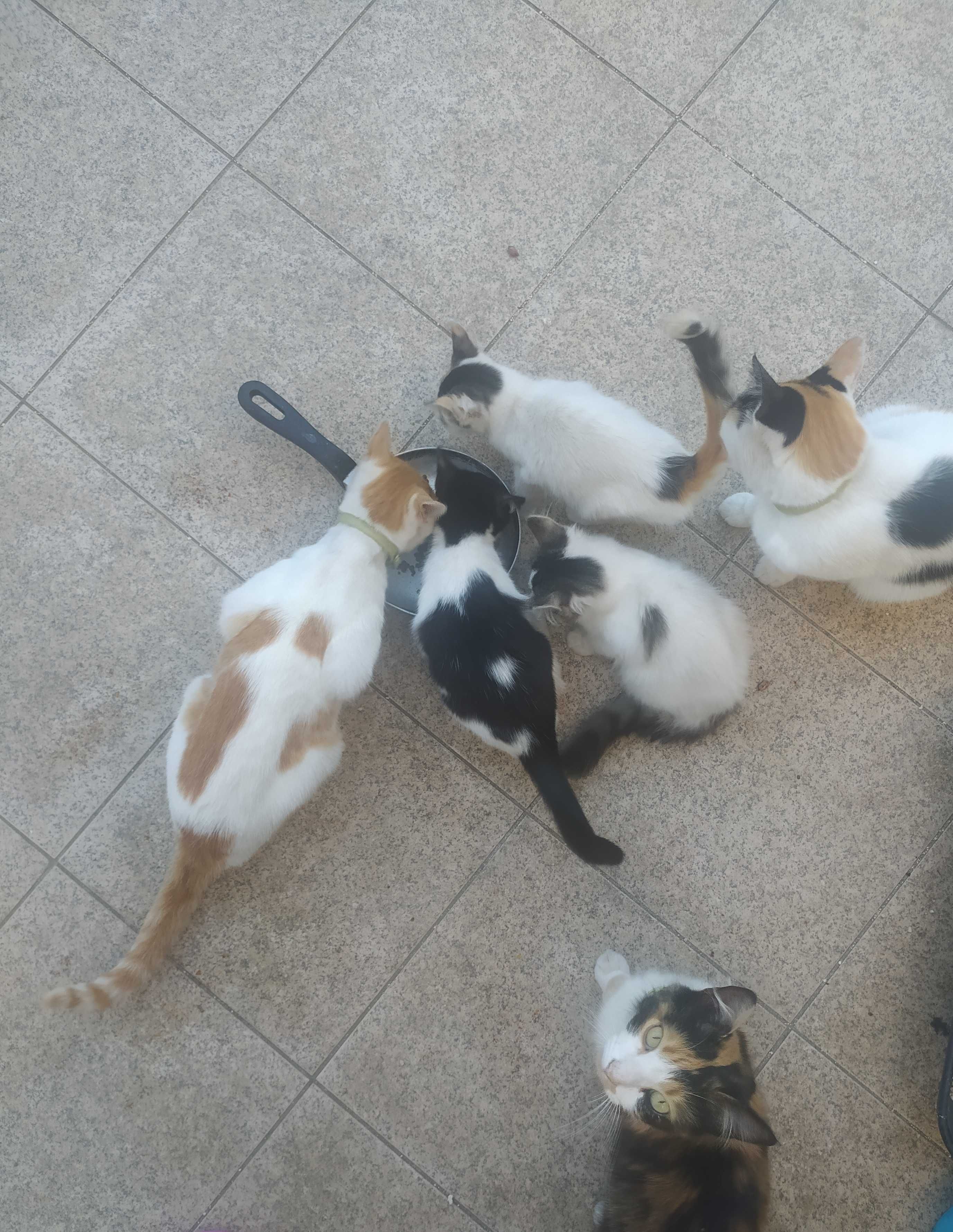 Gatinhos para adoção responsável