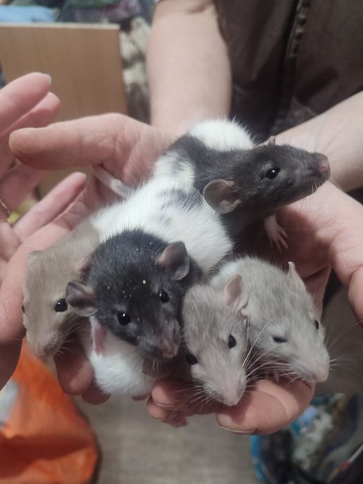 Крысы разные породы