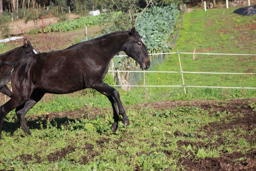 Poldra letra U tipica