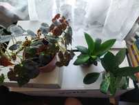Begonia sanseweria hoya kwiat doniczkowy 3 szt