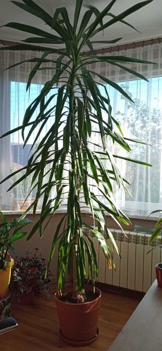 Piękna Yucca domu szuka