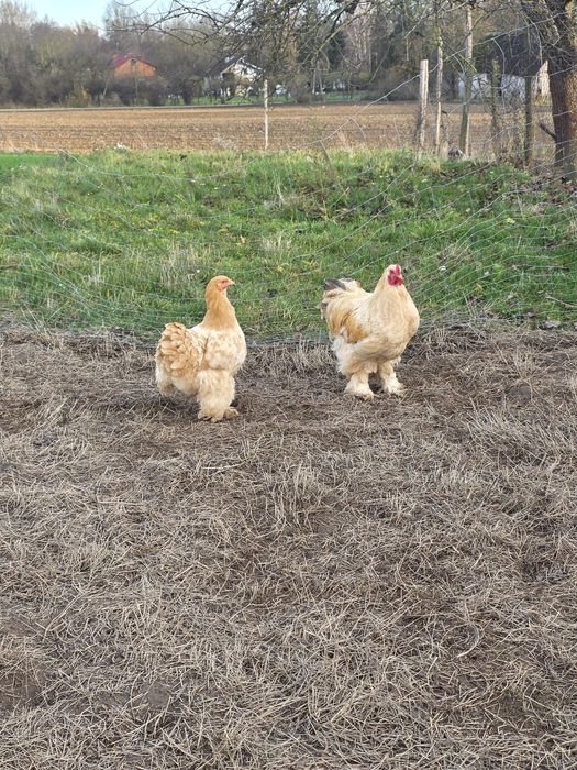 Sprzedam kury kohiny