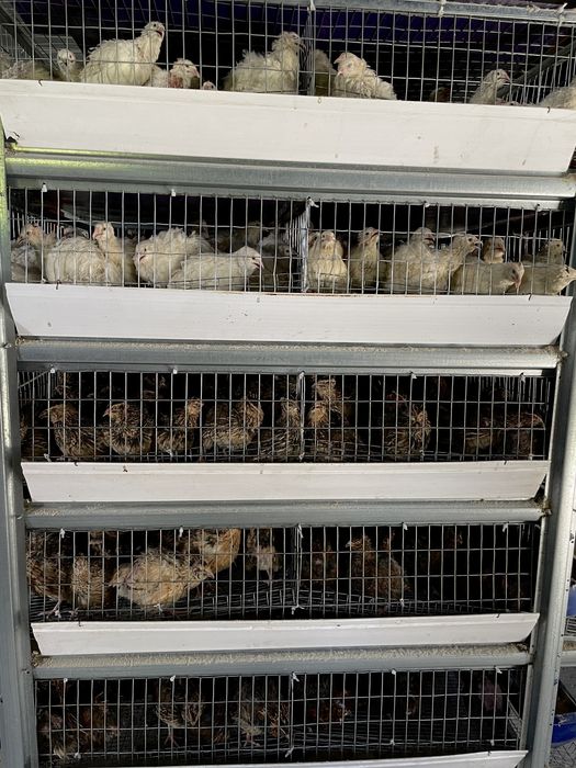 Перепілка добова