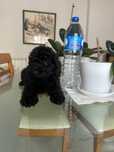Caniche Toy preta para venda