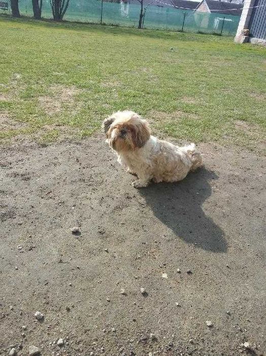 Oddam za darmo suczkę rasy Shih tzu