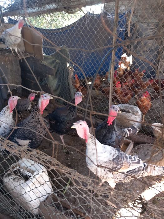 Perus machos e femeas para o Natal