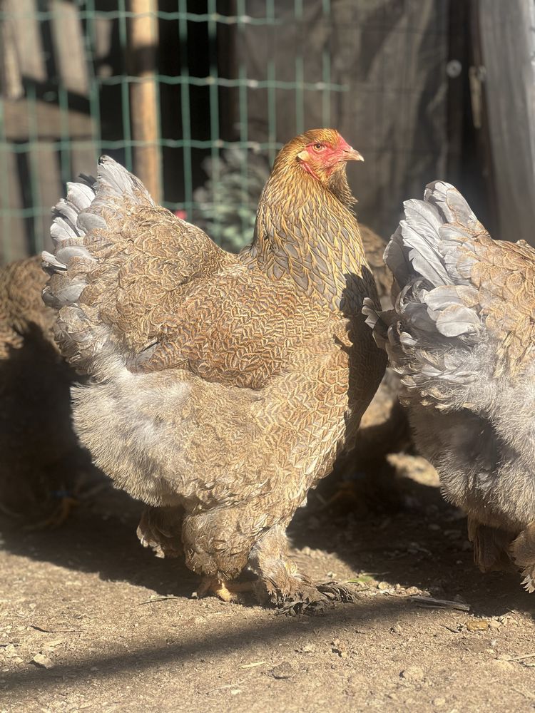 Ovos brahma perdiz