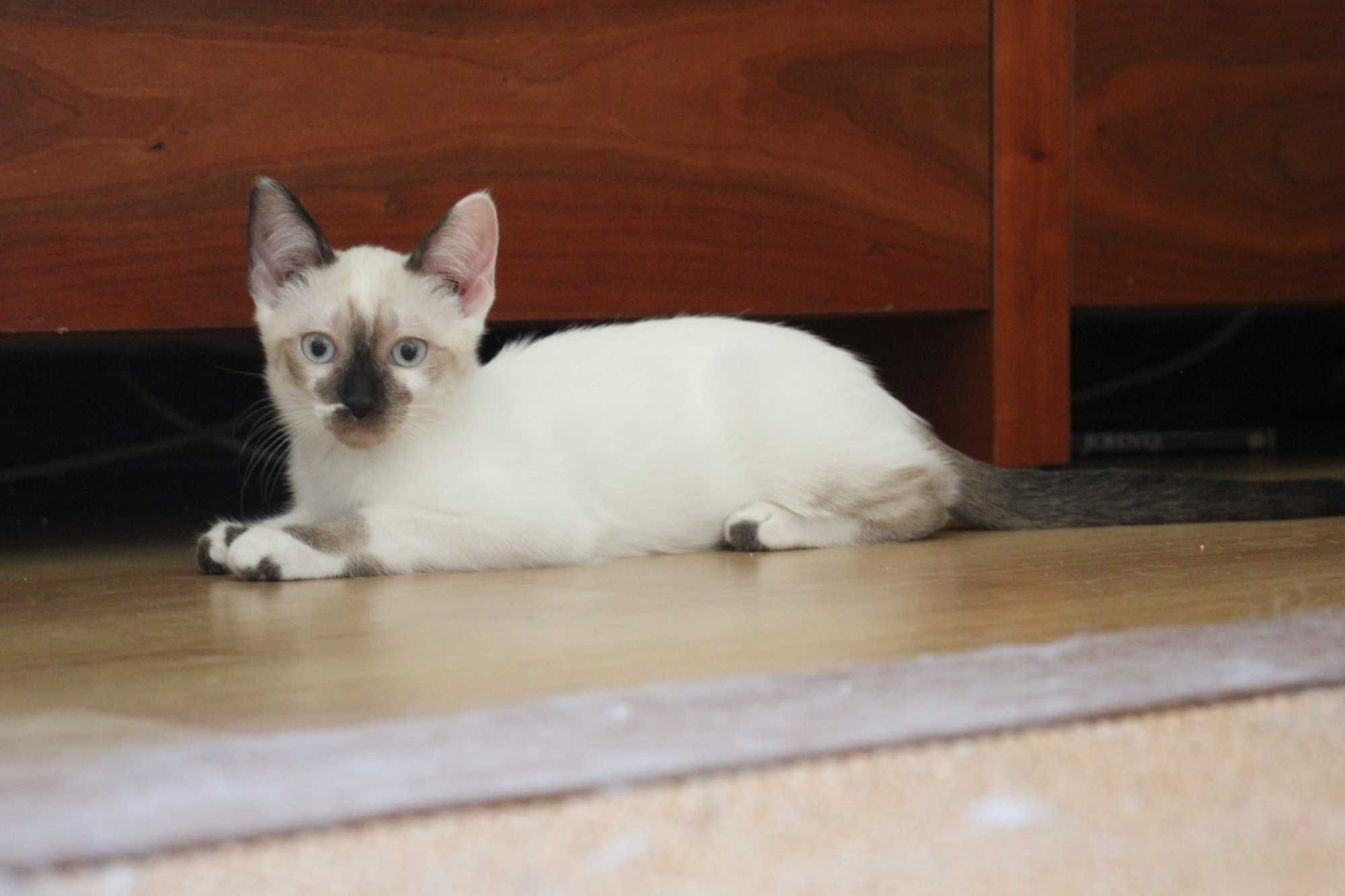 FÊMEA | Gatinha de olhos azuis disponível para adoção responsável