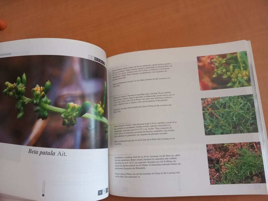 Flora Endémica da Madeira de Roberto Jardim e David Francisco