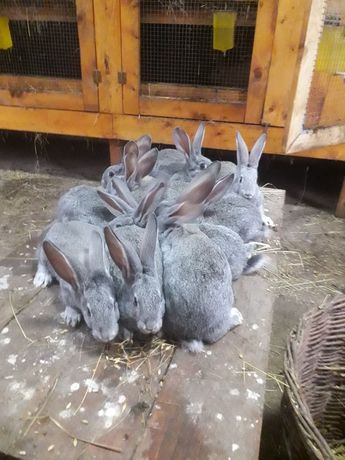 Кролики радянської шиншили