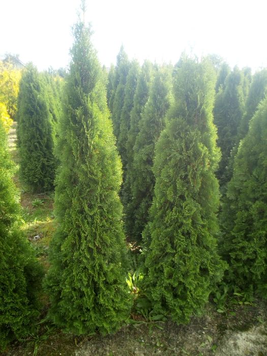 Tuja tuja szmaragd 180 cm 200 cm thuja smaragd