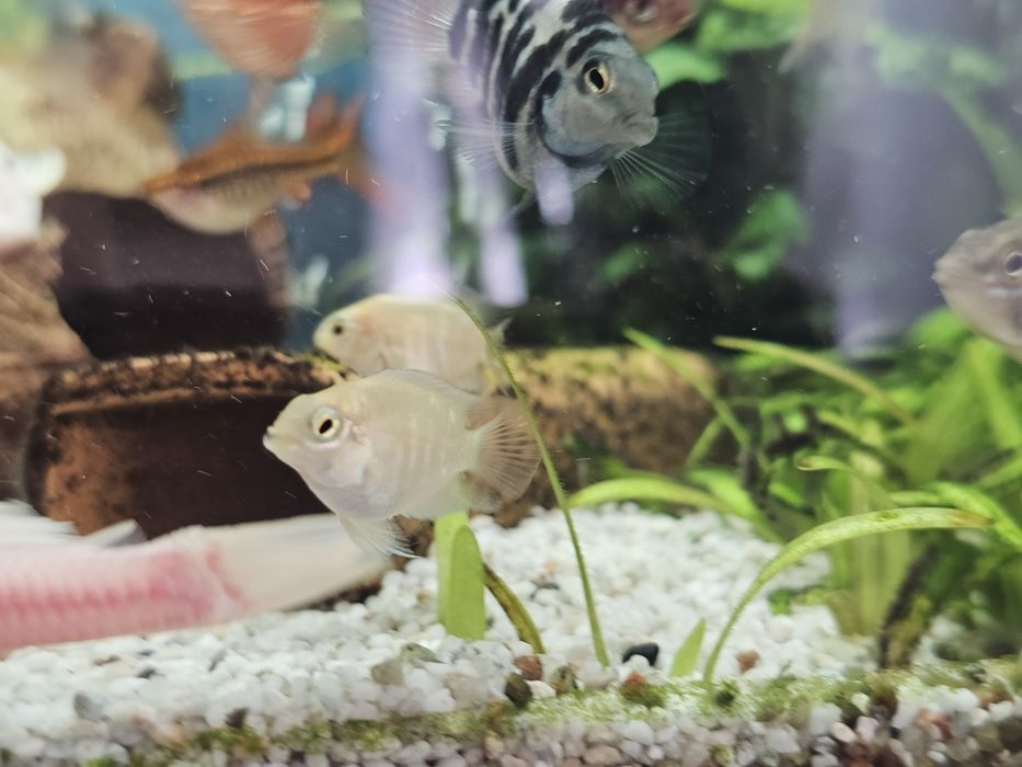 Pielegnica papuzia blue tiger młode.