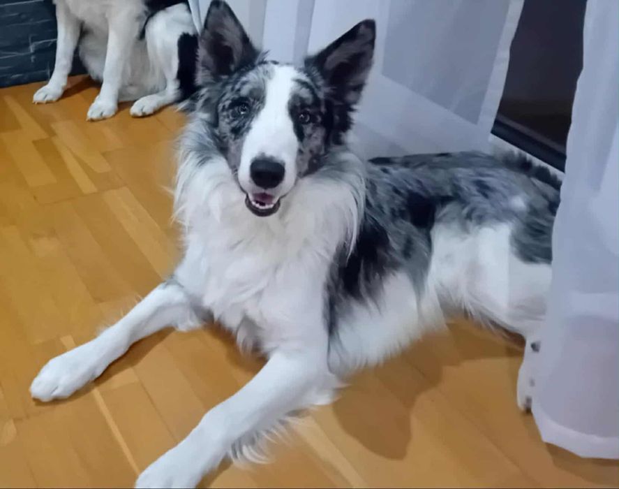 Border collie Macho para acassalar