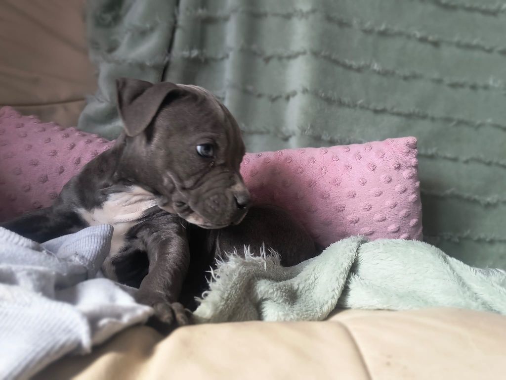 Amerycan Stanford terier Amstaff