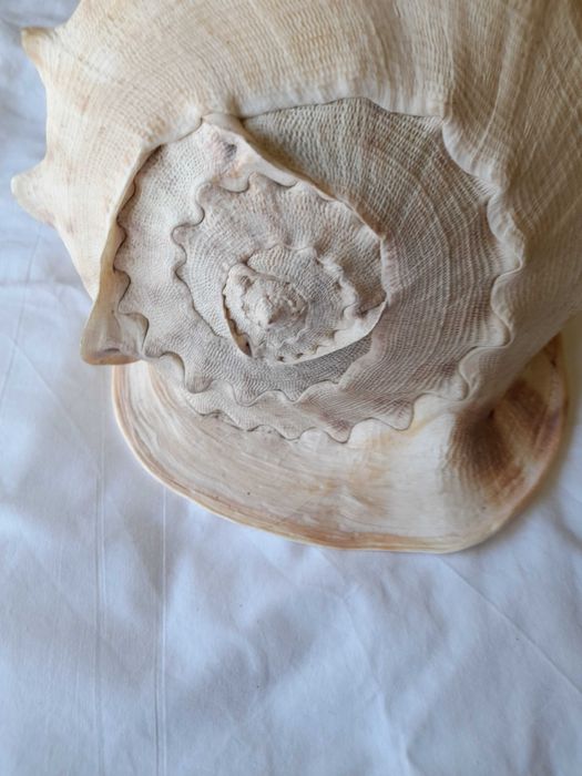 Cassis Cornuta 26cm