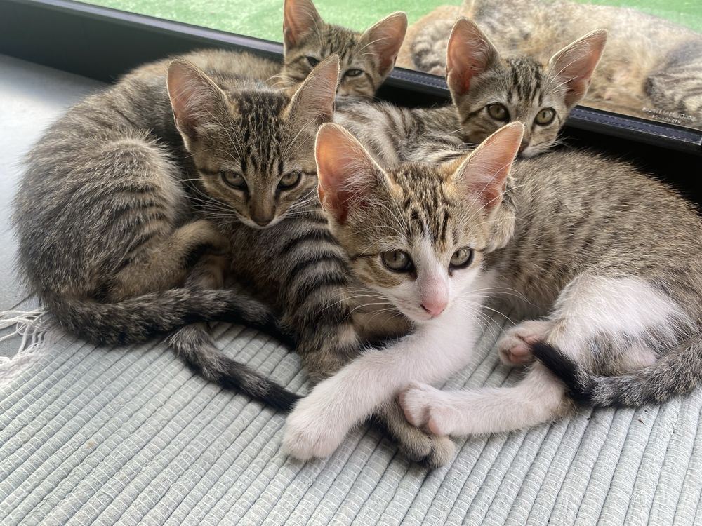 Dão-se gatinhas